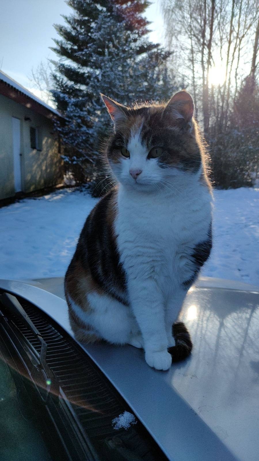 Photo of a tricolor cat sitting on a front of gray car - only small part of this car visible. There are trees, small yellow building and snow on the ground in the background. Sunlight made fur around cat's head shining.