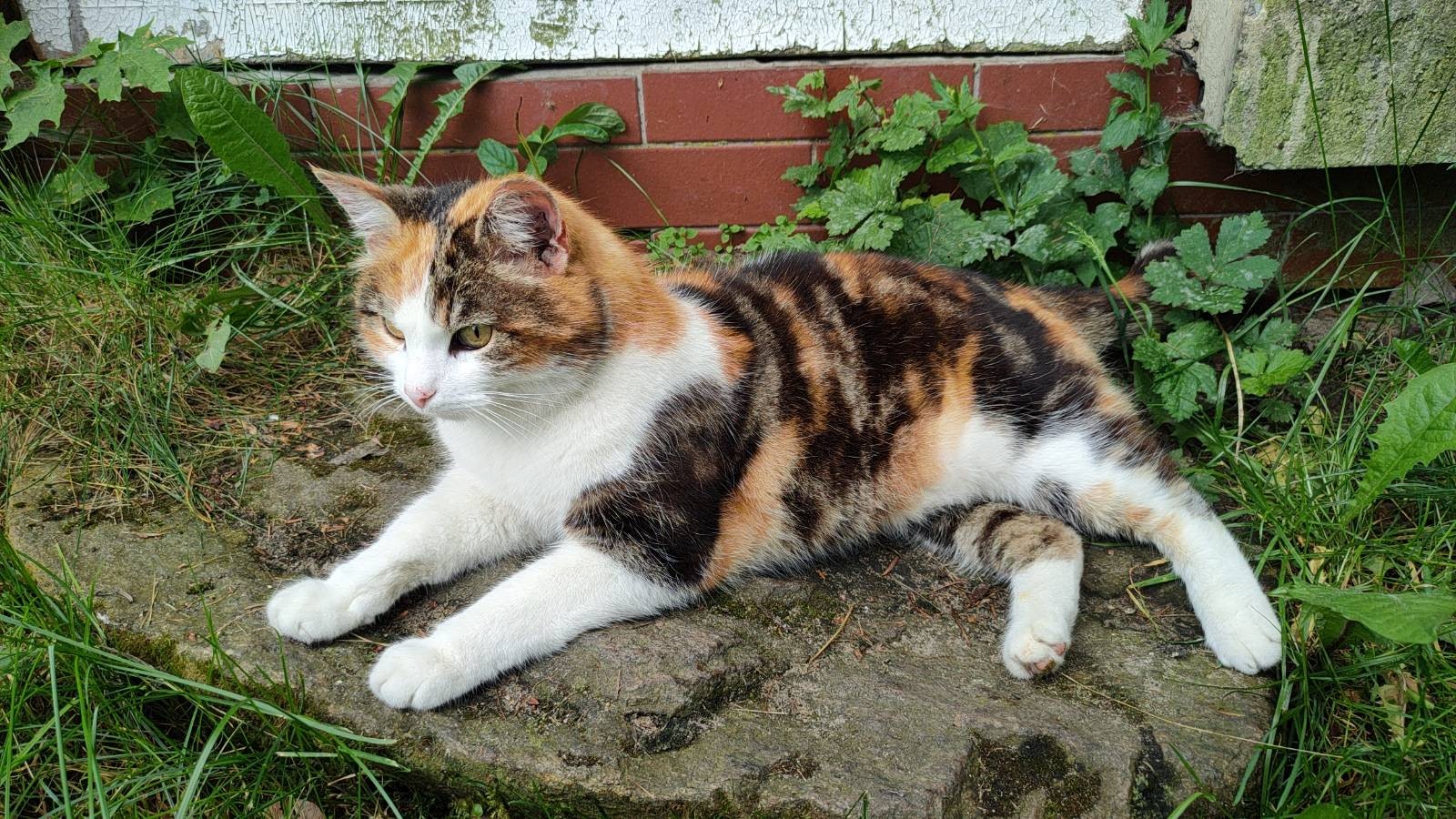 Rather close photo of a tricolor cat lying on a big flag stone in front of building. Small part of wall and white old door are visible behind. The cat is looking at left side of the picture. White parts of cat's fur, especially on front paws and around nose are very clean and almost shiny.