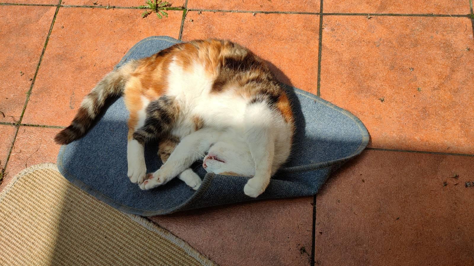 Photo of a tricolor cat, lying on blue doormat on terrace with orange-brown tiles. The cat is lying on side, with back bend in arch, using front paws to pick one corner of doormat and covering face with it. There is also second, beige doormat lying nearby. Rectangular shadow of the roof is covering big part of this scene.