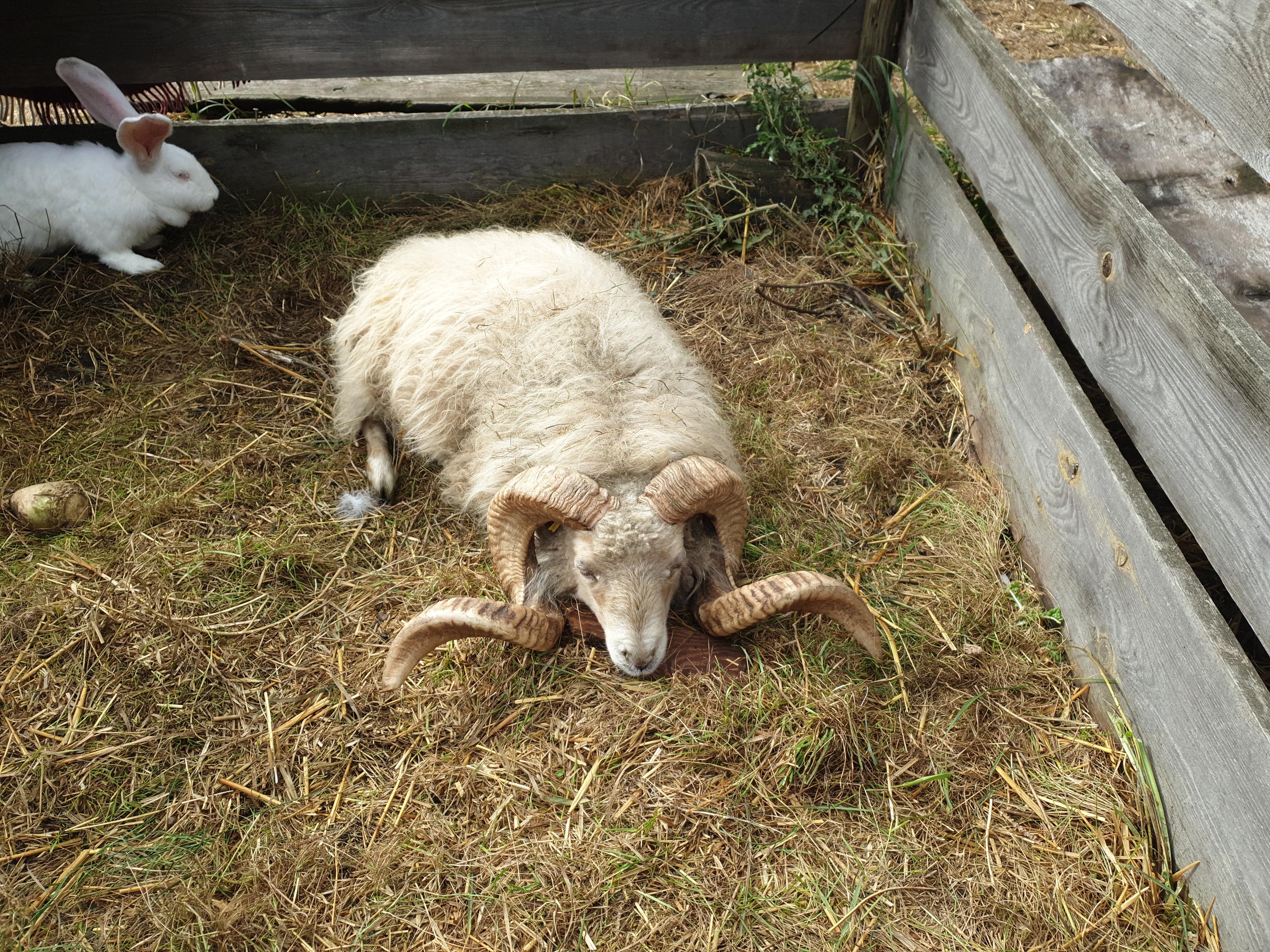 Photo of a ram and a white rabbit enclosed in fence made of wooden planks. Ground inside is covered with straw and the ram is lying on it, turned to camera. He has very long spiral horns, sticking far from sides of his head. At the photo he keep head on the ground like outweighted by these horns.